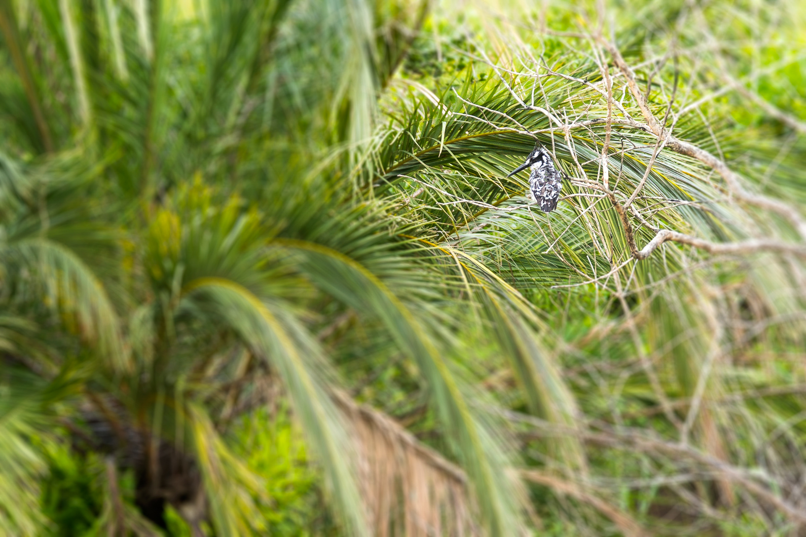 20161115 142121 Graufischer